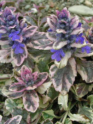 Ajuga reptans Burgundy Glow